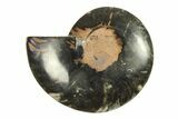 Cut & Polished Ammonite Fossil (Half) - Unusual Black Color #296288-1